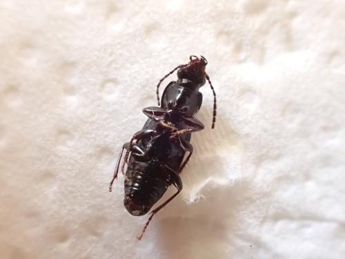 Réf. 319 977 : Pterostichus sp.